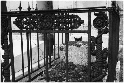 Chat!
Leica M6 - Rokkor 40mm - TriX - Version désaturée
