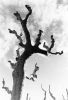 arbre2.JPG