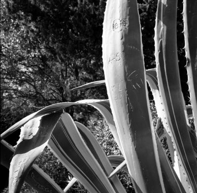 Au parc Güell, Barcelone - oct 2008
Minolta Autocord > TriX et rodinal 1+50
Mots-clés: Minolta Autocord parc Güell Barcelone