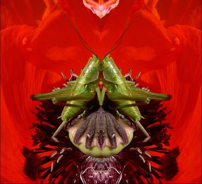 AFFRONTEMENT
Cliché coupé et recollé avec un effet miroir de Photoshop.
J'ai souhaité faire une photo insolite!
Mots-clés: Sauterelle, pavot.