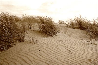 DUNE AU VENT
Une petite touffe d'herbes au gré du vent en vendée.
Mots-clés: Mer, plage, vendée