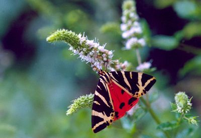 PAPILLON ECAILLE CHINEE
En pleine activité de nutrition, prêt ?  l'envol.
Mots-clés: Macro Ecaille Chinée.