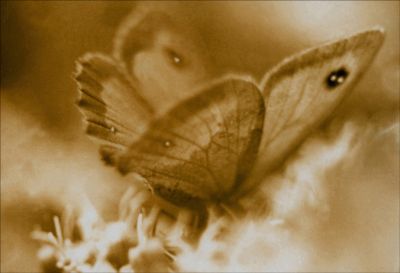 PAPILLON-HAMILTONIEN
Premier essai en macro (1975) en enduisant un filtre de vaseline!
Plusieurs essais, mais une image regardable!
Mots-clés: Papillon, campagne