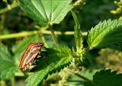 PUNAISE SUR ORTIE
Gros plan sur cette punaise très docile, j'ai voulu utiliser le contraste des couleurs!
Mots-clés: insecte, macro,nature.