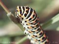 CHENILLE_DE_MACHAON.jpg
