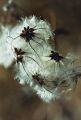 CLEMATITES.jpg
