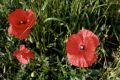 COQUELICOTS.jpg