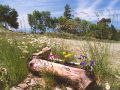 FLEURS_AUVERGNE.jpg