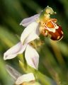 OPHRIS_BOURDON.jpg