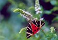 PAPILLON.jpg