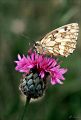 PAPILLON_AUVERGNAT.jpg