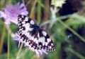 PAPILLON_DEMI-DEUIL.jpg