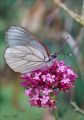 PAPILLON_GAZE~0.jpg