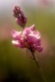 SAINFOIN_ARTISTIQUE.jpg