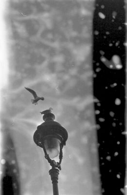 Mouettes
Résultat d'un problême d'alimentation automatique de la cuve, seuleument une partie du révélateur est arrivé et avec des bulles d'air en prime.
D'un autre côté ça habille le cadre.

Pentax LX - 50/1.7 - Foma 400
Mots-clés: Mouettes - Paris