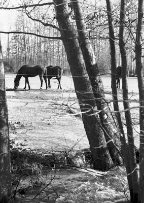 Chev'eau 1
Leica M6 - Elmar vissant 90/4 - Trix à 400
