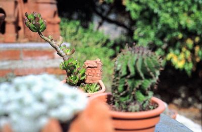 Cactées 1
Pentax MX - 50/1.7 SMC-M - Superia 200
Mots-clés: Plante