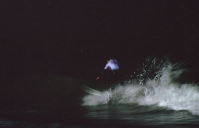 White
Au Lacanau Pro 2006 une petite session de nuit.

Ricoh KR 10 Super - Sigma 400 mm F5,6 - Kodak Ultra 200
Mots-clés: Surf - Nuit