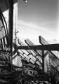image003Canari3.jpg