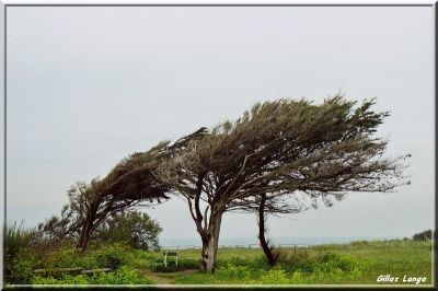 Coup de vent...
... sur l'ile d'Oléron
