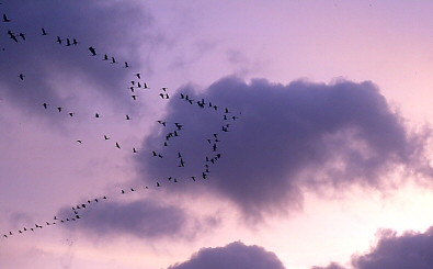 reveil des grues cendrées (grus grus)- matin de novembre
Provia 100F 
