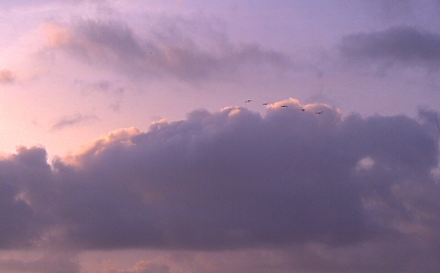 reveil des grues cendrées (grus grus)- matin de novembre
Provia 100F 
