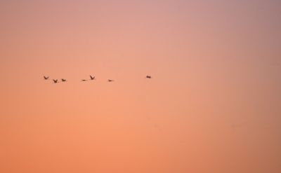 reveil des grues cendrées (grus grus)- matin de novembre
Provia 100F 
