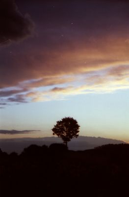 l'Arbre
un arbre qui bloque l'horizon entre chez moi et le village. Mais il peut donner de belles photos car il se marie bien avec le ciel parfois.

