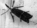 papillon.jpg