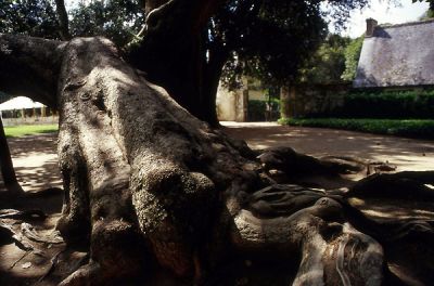 arbre.jpg
