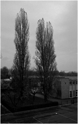 arbres-2.jpg