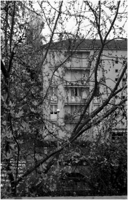 arbres-3.jpg
