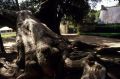 arbre.jpg
