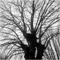 arbres-.jpg