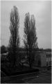 arbres-2.jpg