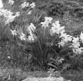 lutins_dans_les_jonquilles.jpg