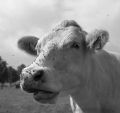 vache.jpg