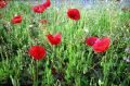 coquelicot.jpg