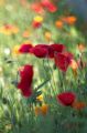 coquelicot4.jpg