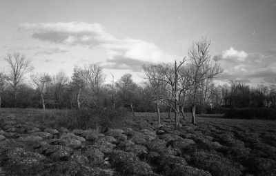 les barthes de Saubusse
