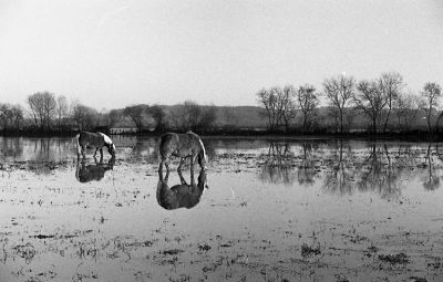 chevaux barthais
