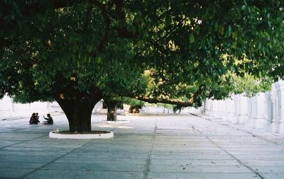 sous_l_arbre.jpg