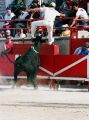 course_camarguaise.jpg