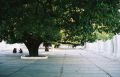 sous_l_arbre.JPG