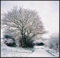 arbre_blanc.jpg