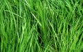 Nom du fichier=la_belle_herbe_verte.jpg
Taille du fichier=180Ko
Dimensions : 640x409
Ajouté le : 12 Novembre 2006 la_belle_herbe_verte.jpg