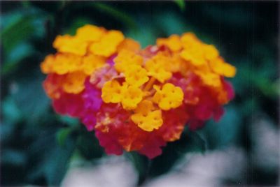 Taiwan, le pays ou...
...meme les fleurs vous disent "Je t'aime" !

