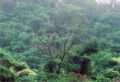arbre.jpg