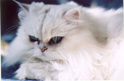 mon matou 3
praktica, 80-210mm (interieur, sans flash)
(le scanner ?  brulé tout le coin bas droit......)

