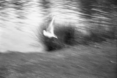 Mouette
Canon EOS 300 + 28-80 mm
T-Max 100 iso
Scan de négatif
